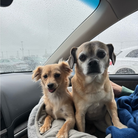 Meet your Posher, Cathleen - Picture 2 of 2